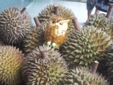 Durian: the smelliest, yummiest fruit